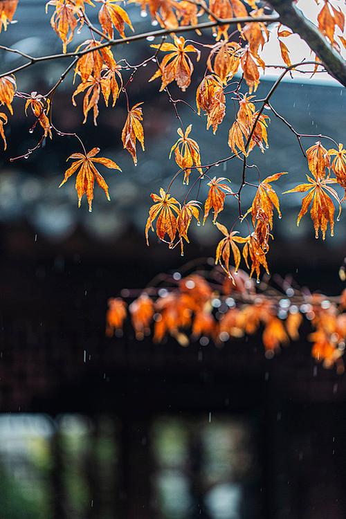 雨天枫叶落地高清图片
