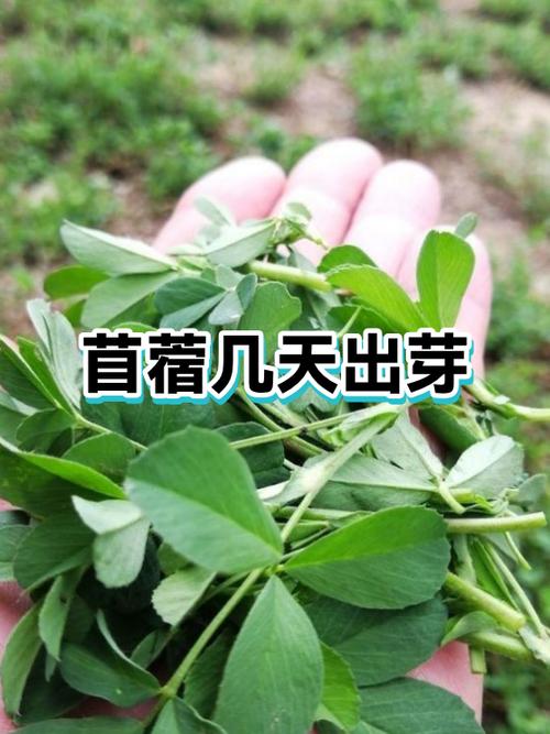 苜蓿几月份就不能吃了