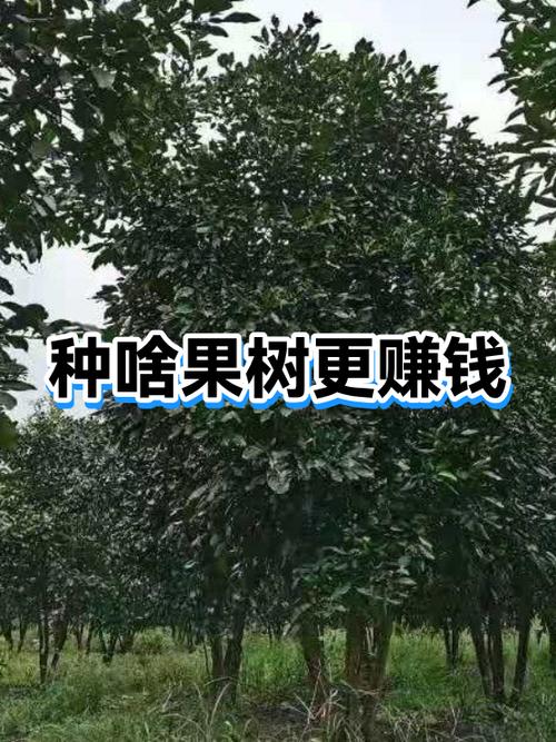 种果树赚钱吗