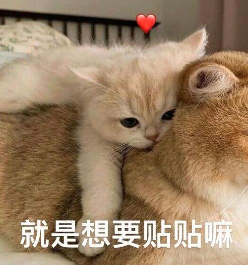 开始恋爱表情包
