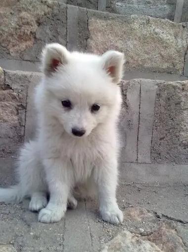 家里养银狐犬吉利吗