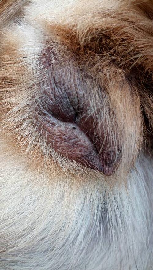 狗桃子痒的厉害