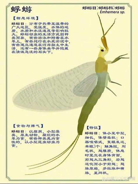 蜉蝣安卓版直装