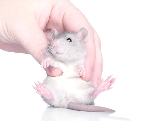 鼠前后爪
