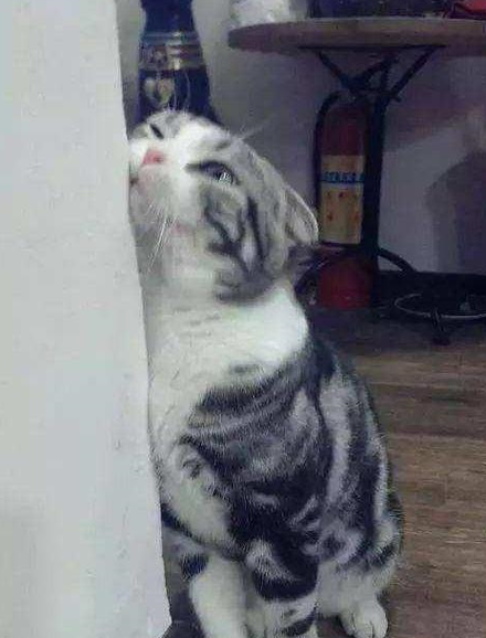 猫咪用身体蹭墙