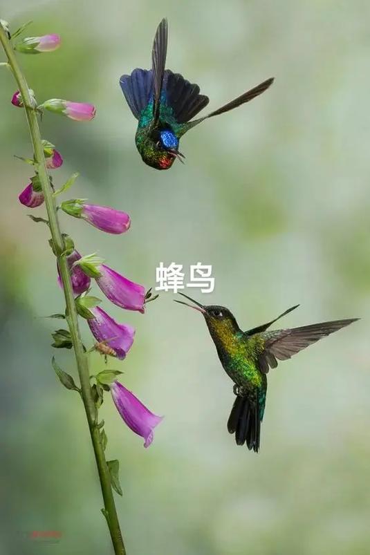 小蜂鸟app下载