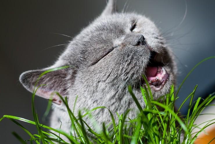 安卓萌猫免费最新