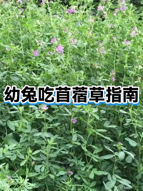 苜蓿能吃吗