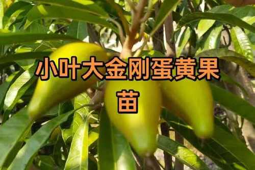 鸡蛋果树苗多少钱一棵