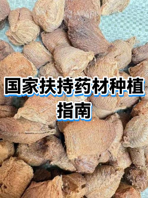 国家扶持的种植药材有哪些