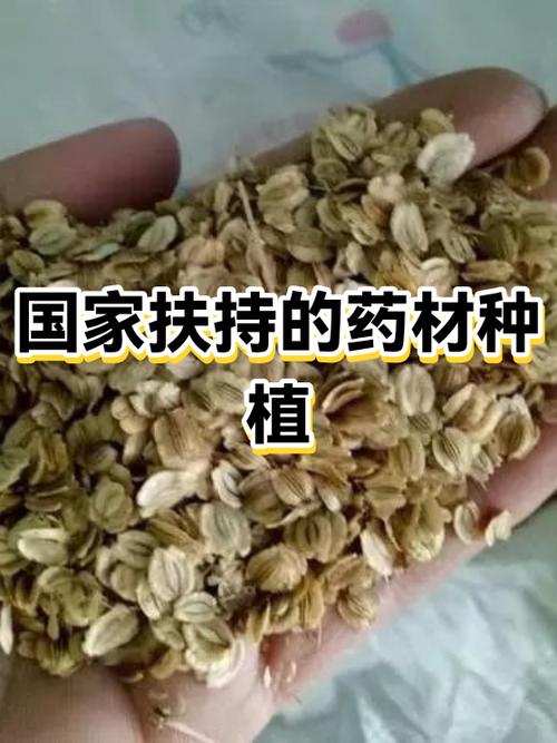 国家扶持的种植药材有哪些截图2