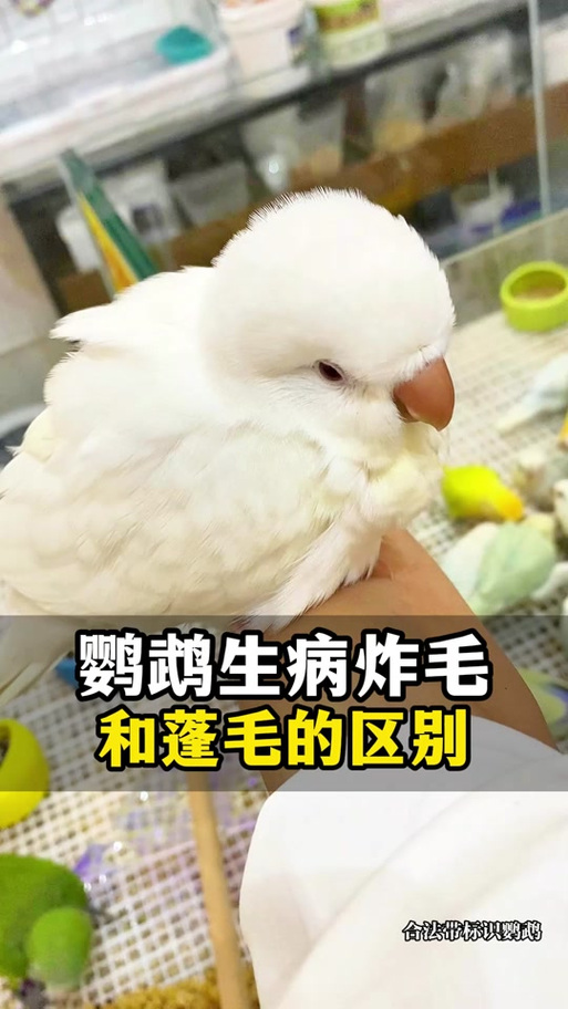鹦鹉发抖的十大表现