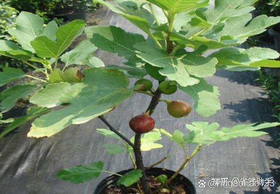 淘宝最靠谱的果树店铺