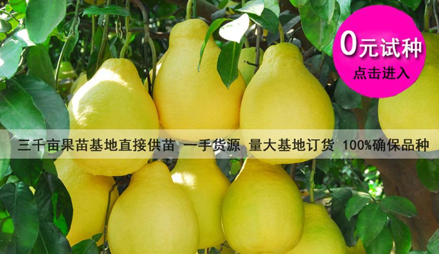 淘宝最靠谱的果树店铺截图3