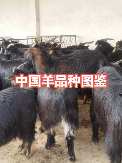 绵羊最好的品种