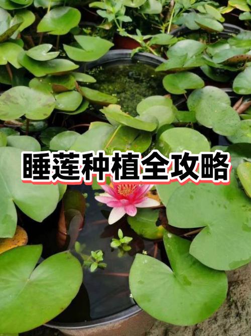 睡莲种植步骤