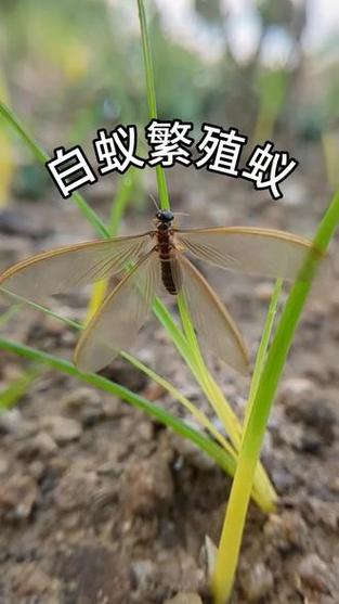 一两只白蚁能繁殖吗截图2