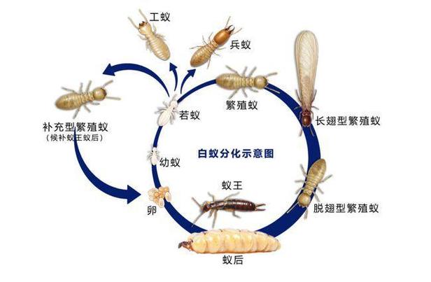 一两只白蚁能繁殖吗截图3