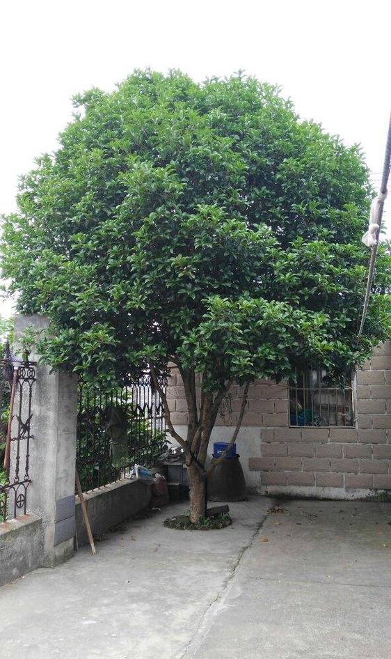 门前不能种桂花树吗