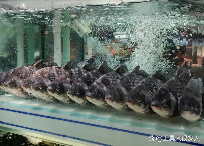 买来的活鱼自己能活多久