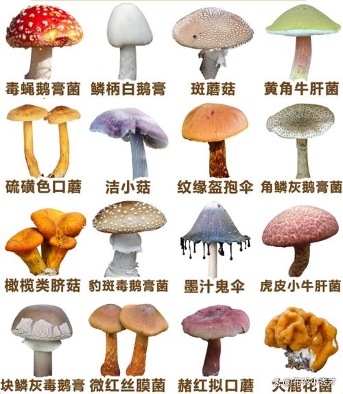 毒蘑菇的种类
