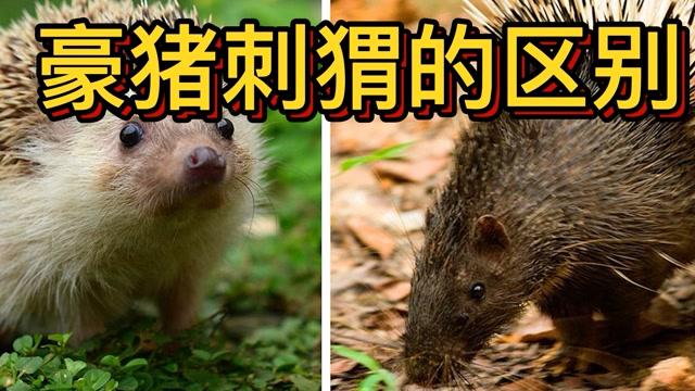 豪猪网分享文章是真的吗