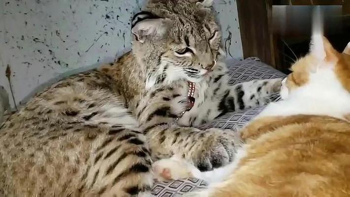 野狸子吃猫的真实性视频