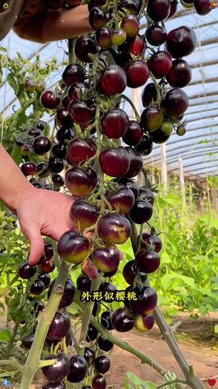 蓝莓水果番茄尽量少吃