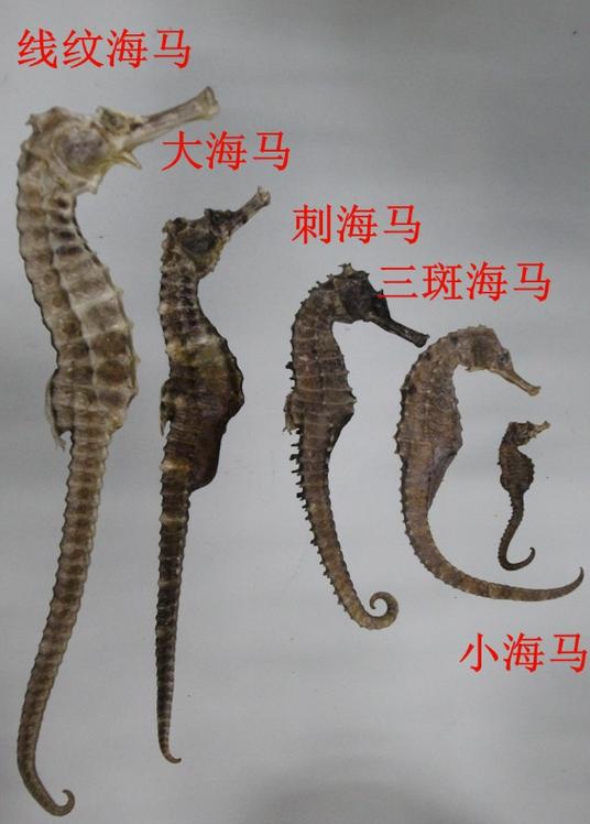 海马一斤晒干多少克