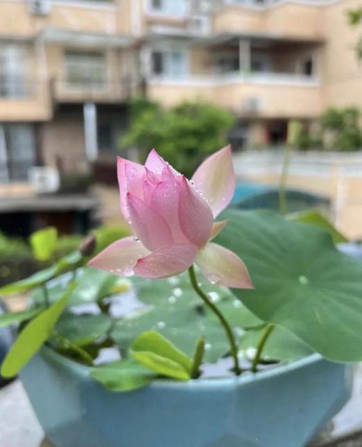 迷雾花开