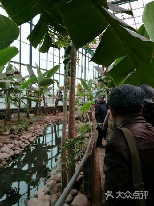 p港的春节树在哪
