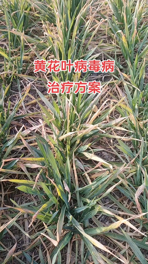 花叶发黄怎么办小妙招