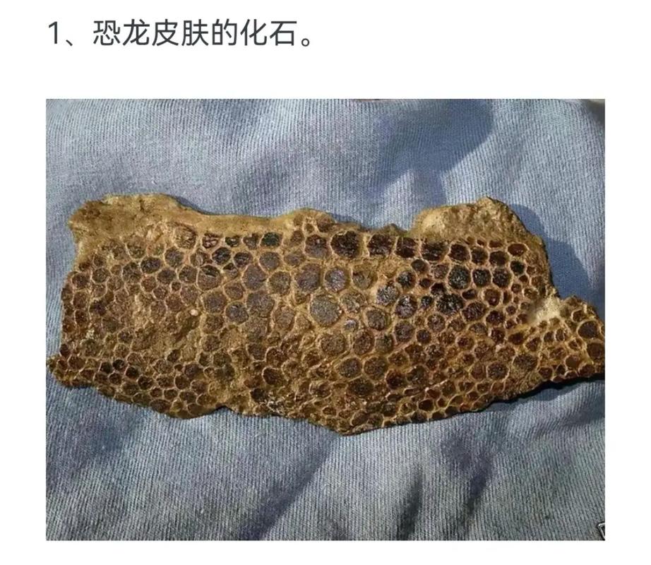 大嘴侏罗纪化石皮肤特效截图3