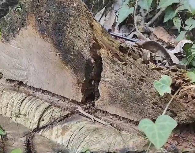 毁坏5棵树木立案标准