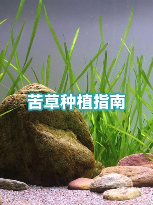 苦草图片
