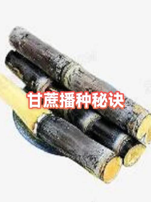 甘蔗种植时间和方法