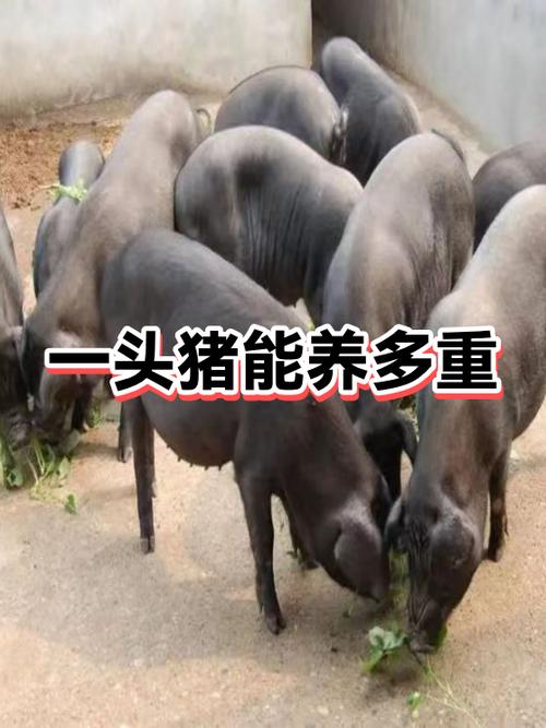 一头猪养到200斤成本