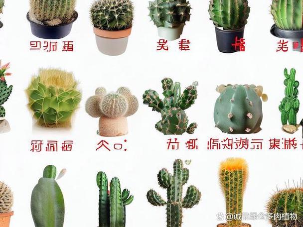 小型仙人掌有哪些品种