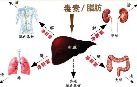 人体中有哪三种毒
