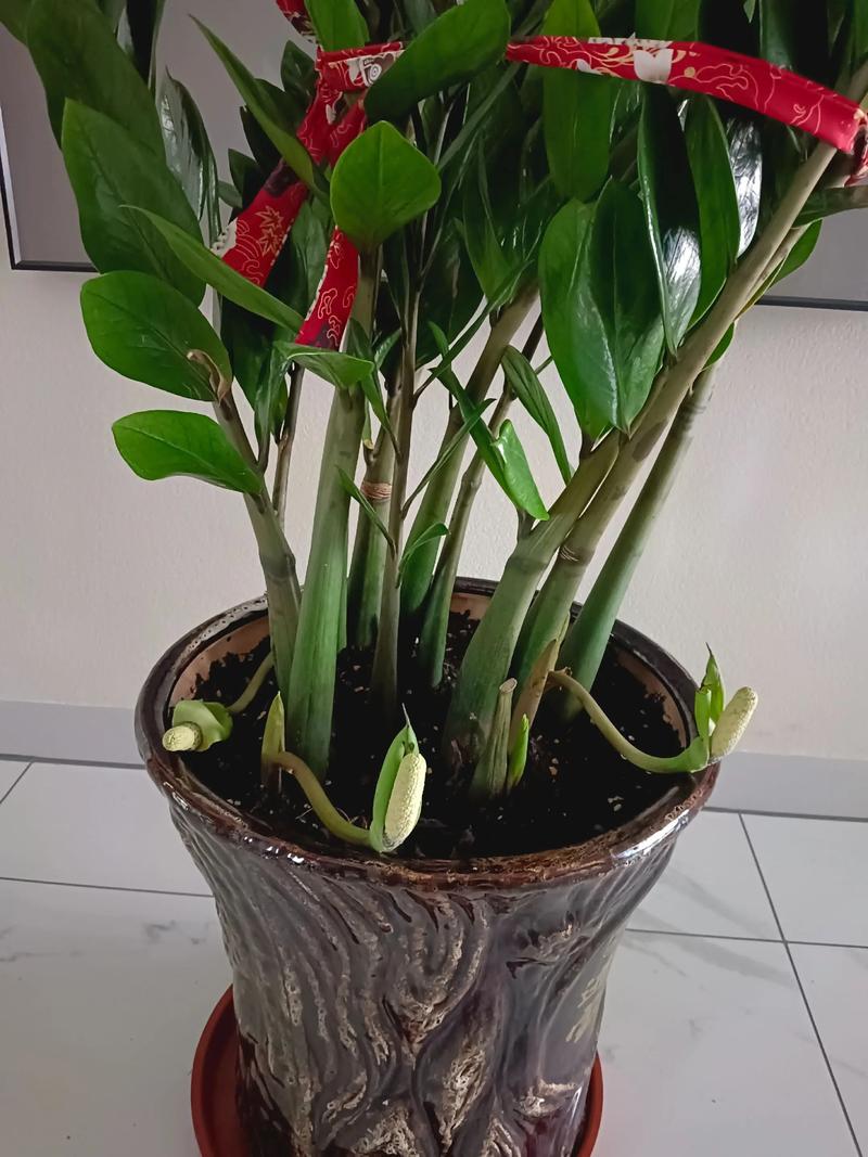 金钱树开花好吗