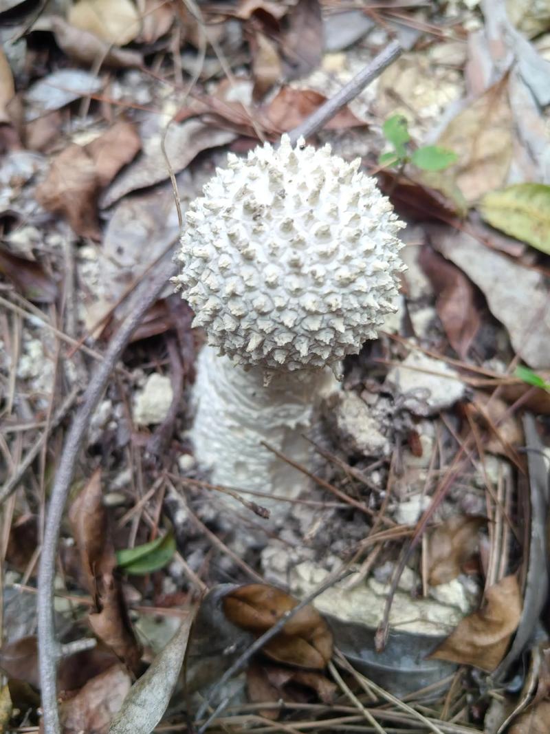 伊真火山变异菇菇