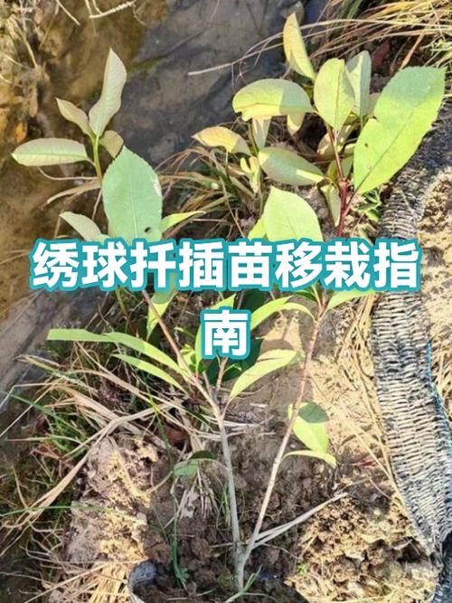 绣球花几月份扦插最好