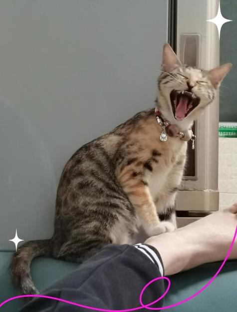 在家繁殖小猫一年收入多少