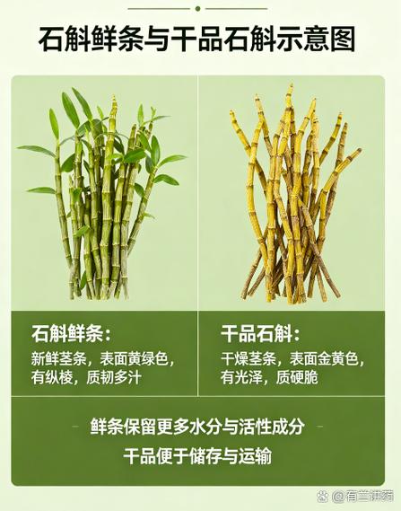石斛降血糖吗