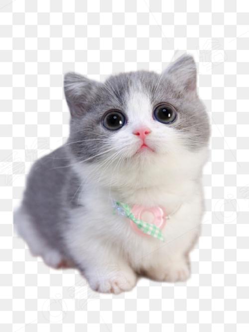猫咪免费版下载