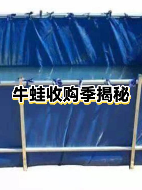 牛蛙现在的收购行情