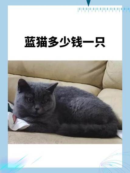 蓝猫一只多少钱