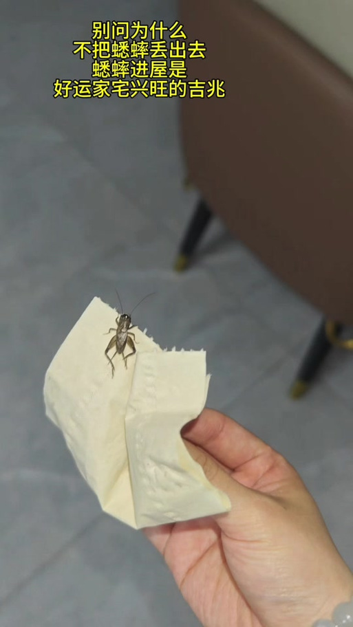 家里有蛐蛐叫意味着什么