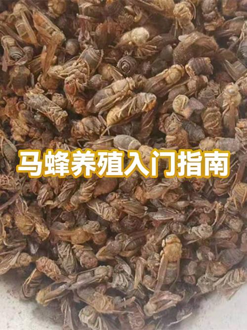 新手养马蜂