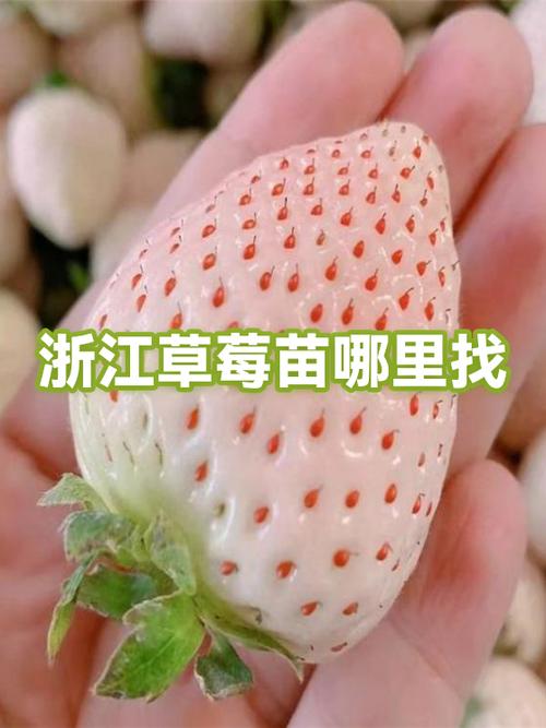 草莓是在哪里找的
